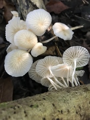 Heliomyces decolorans