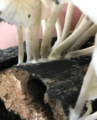 Heliomyces decolorans