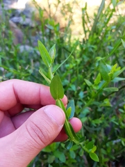 Baccharis sagittalis