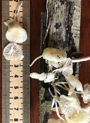 Heliomyces decolorans