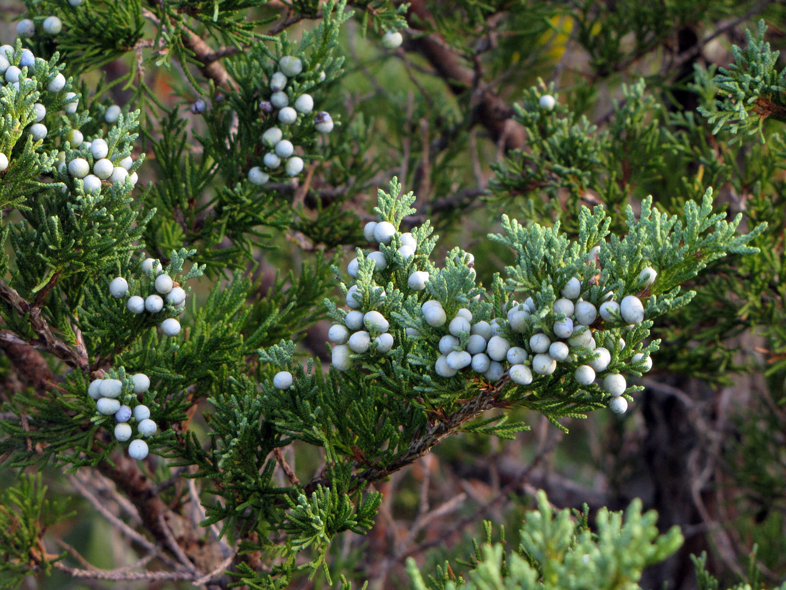 Juniperus virginiana var. virginiana