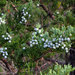 Virginian Juniper - Photo (c) Katja Schulz, some rights reserved (CC BY)