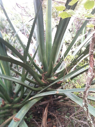 Image of Furcraea macdougallii by (c) Eugenio Padilla, some rights reserved (CC BY-SA)