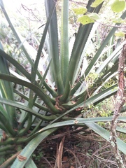 Furcraea macdougallii