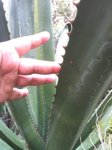 Image of Furcraea macdougallii by (c) Eugenio Padilla, some rights reserved (CC BY-SA)