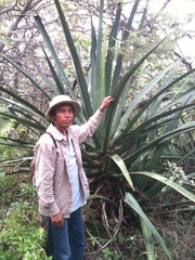 Furcraea macdougallii