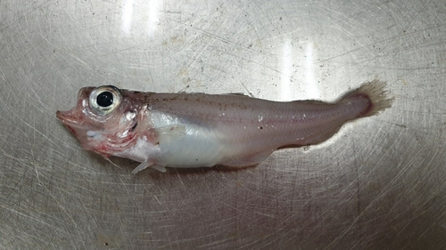 Silvery pout (Gadiculus argenteus) — Gadidae