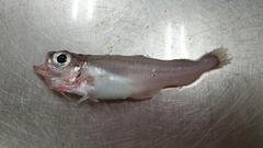 Gadiculus argenteus