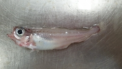 Gadiculus argenteus
