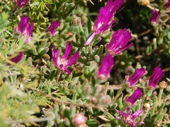 Drosanthemum ambiguum