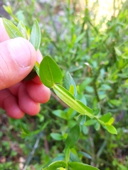 Baccharis sagittalis