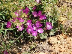 Drosanthemum ambiguum