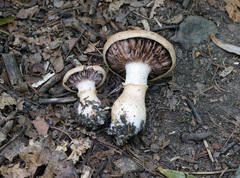 Cortinarius torvus