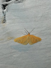 Eubaphe