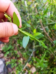 Baccharis sagittalis