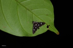 Bocchoris