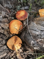Gymnopilus palmicola