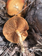 Gymnopilus palmicola