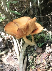 Gymnopilus palmicola