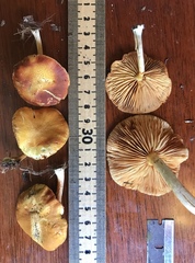 Gymnopilus palmicola
