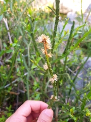 Baccharis sagittalis