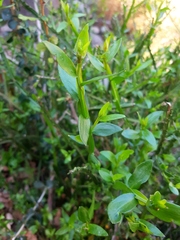 Baccharis sagittalis