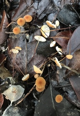 Marasmius fulvoferrugineus