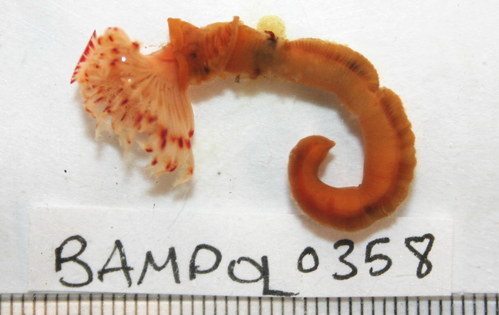 Red Tubeworm, photo 4 of 10