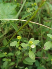 Melampodium costaricense