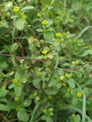 Melampodium costaricense