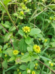 Melampodium costaricense