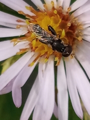 Syritta pipiens