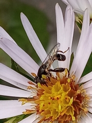 Syritta pipiens