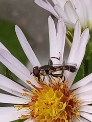 Syritta pipiens