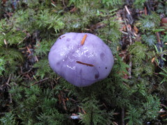 Cortinarius subfoetidus