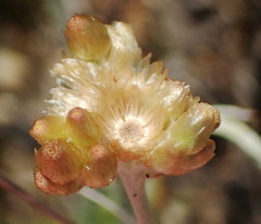 Pseudognaphalium undulatum