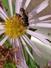 Syritta pipiens