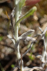 Pseudognaphalium undulatum