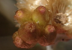 Pseudognaphalium undulatum