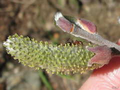 Salix breweri