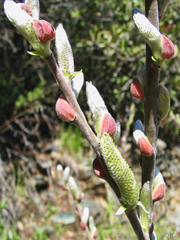Salix breweri