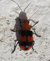 Sonchia sternalis