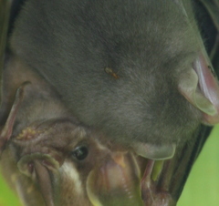 Hippoboscoidea