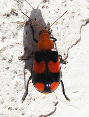 Sonchia sternalis
