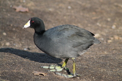 Fulica americana