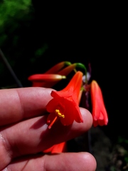 Phycella cyrtanthoides