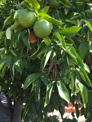Citrus × aurantium