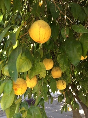 Citrus × aurantium