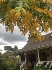 Gleditsia triacanthos