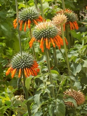 Leonotis nepetifolia nepetifolia